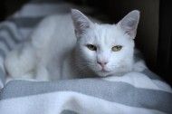 2021宠物运输）昆山宠物托运、昆山一站式服务