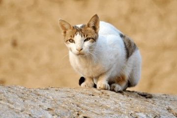 一对好听的猫咪名字