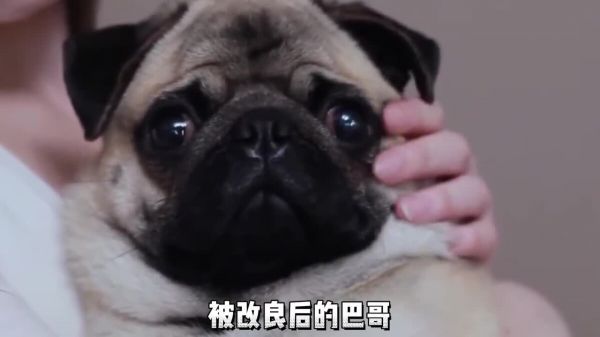 养狗劝退指南之八哥：现在养八哥的越来越少了，这些缺点不得不说！