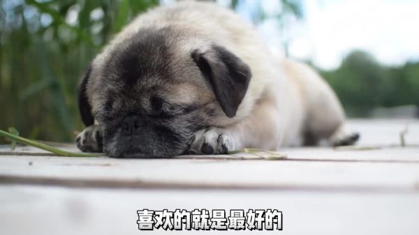 养狗劝退指南之八哥：现在养八哥的越来越少了，这些缺点不得不说！