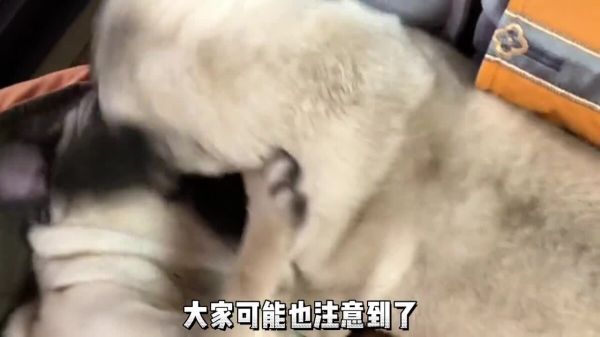养狗劝退指南之八哥：现在养八哥的越来越少了，这些缺点不得不说！