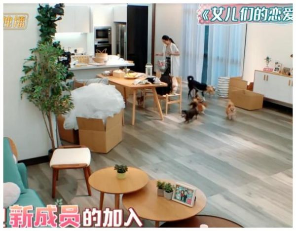 郭碧婷到底多喜欢宠物？当向佐说出数量那一刻，网友：堪比动物园
