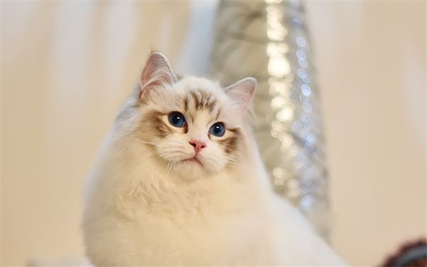 哈尔滨道里区宠物市场最近的在哪里？哈尔滨猫舍排行榜