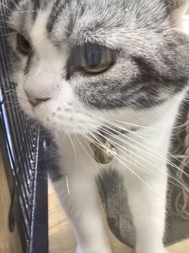 犟种小猫观察日记