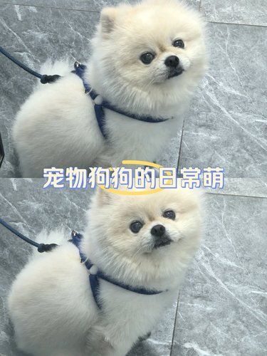 宠物狗狗的日常萌