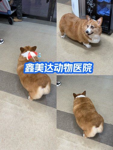 今天店里来了个小柯基（宝宝你是辆小卡车）