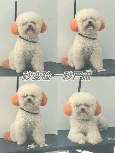 新一代变脸大师
