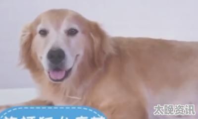 宠物如何带上火车,宠物怎么上火车 - 太晚资讯