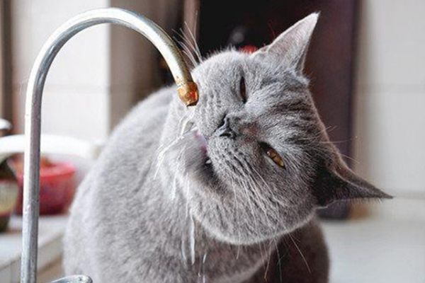 宠物猫只能吃猫粮吗