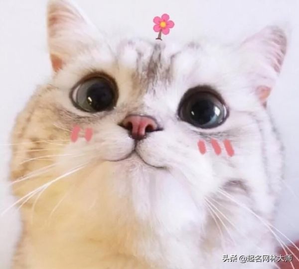 超可爱的宠物名字大全两个字（00后如何给爱宠取名）1