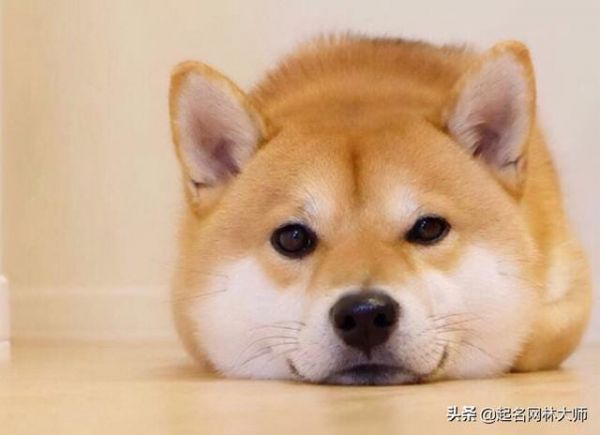 超可爱的宠物名字大全两个字（00后如何给爱宠取名）3