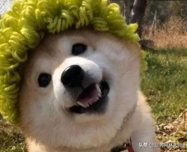超可爱的宠物名字大全两个字（00后如何给爱宠取名）4
