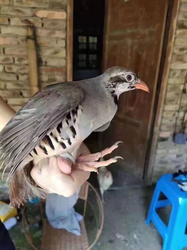 如何饲养小鸽子