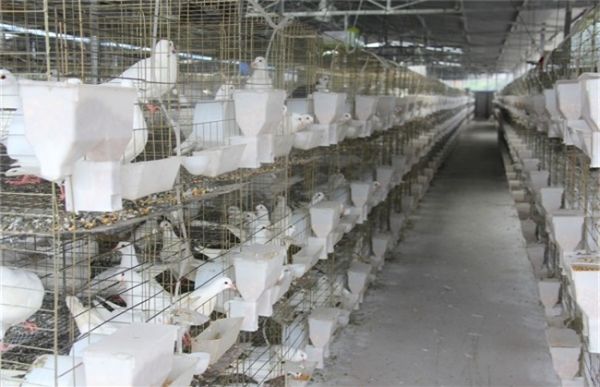 鸽子 养殖 肉鸽