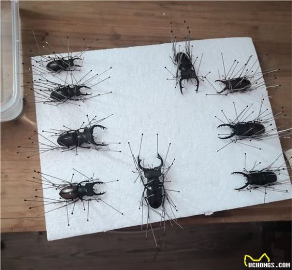 拥有一只不常见品种的宠物是一种什么样的体验？