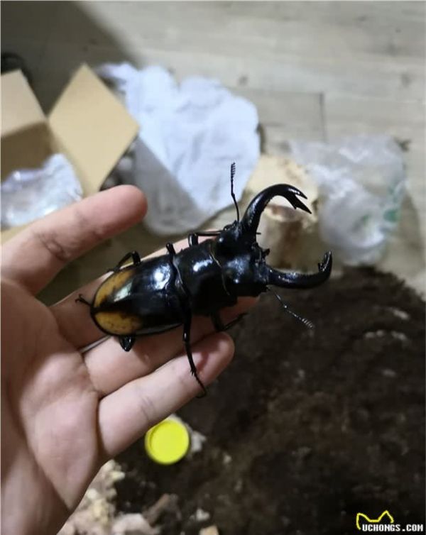 拥有一只不常见品种的宠物是一种什么样的体验？