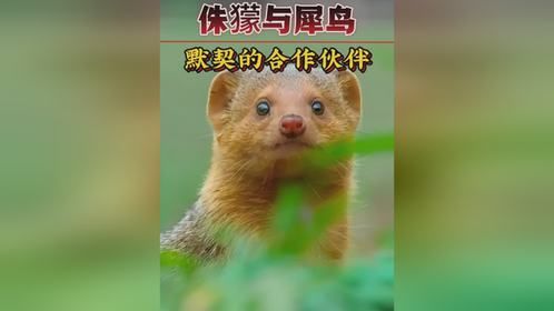 看侏獴与犀鸟如何在险象环生的草原上“吃”出一片天地
