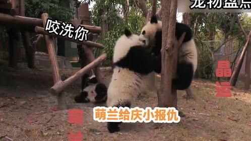 庆小被晶运揍哭了，萌兰见状，跑过去把晶运打了一顿#萌兰