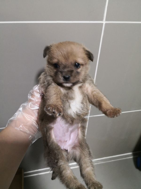 领养狗狗