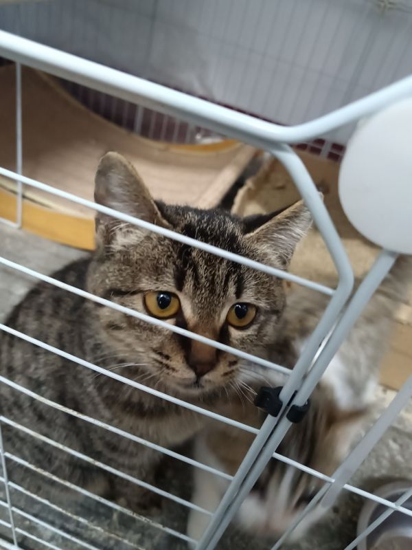 领养小猫
