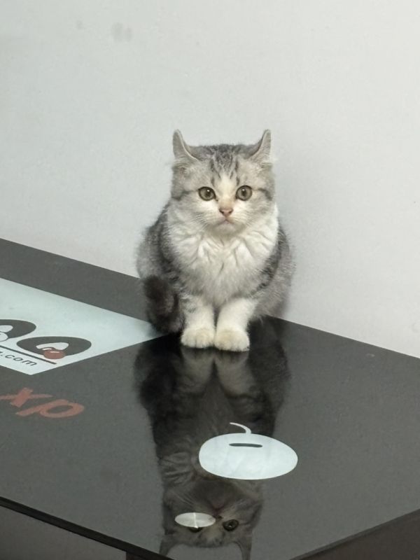 3个月的虎斑英短，送疫苗，全套猫咪用品