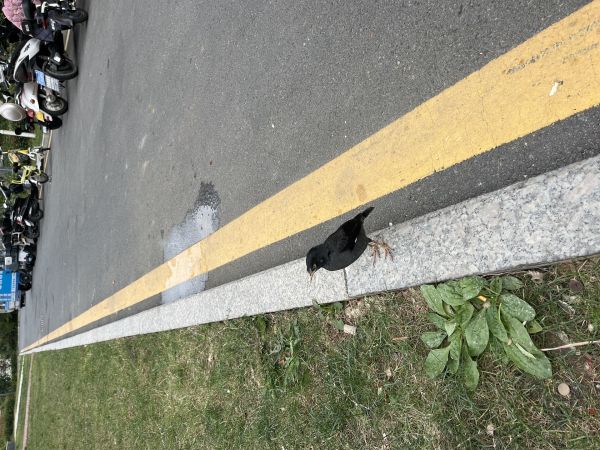 谁家的鸟