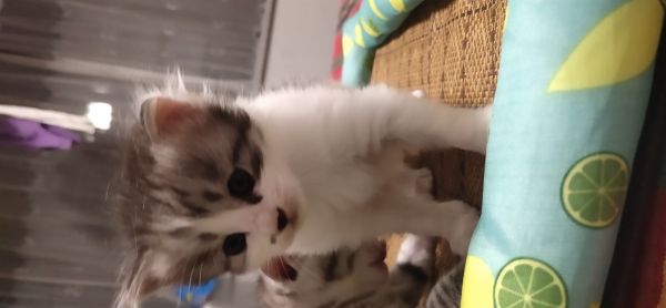 小猫咪