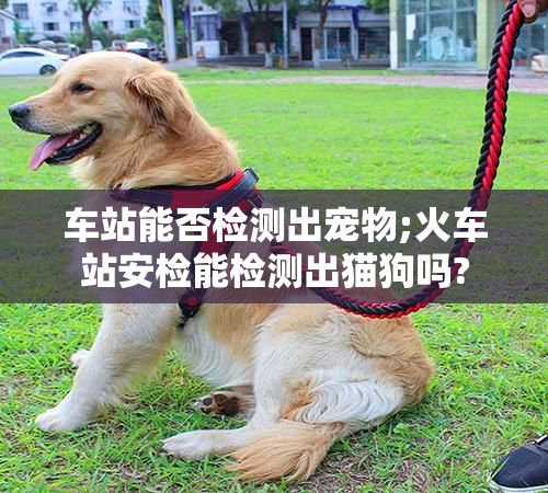 车站能否检测出宠物;火车站安检能检测出猫狗吗?