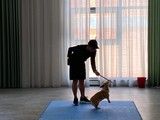 上海杨浦训犬找孙亮训犬 纠正坏习惯 宠物训练