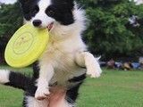 上海宠物训练价格-训犬教练电话
