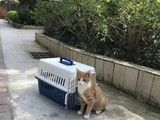 上海青浦宠物运输 宠物出国 国际宠物托运