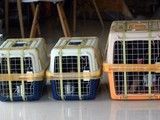 上海嘉定宠物狗托运至全国各地