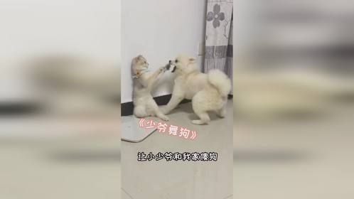 给大家表演个小少爷舞狗～