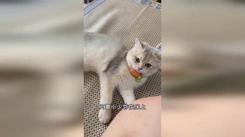 小猫咪能有多懂事？真想不到