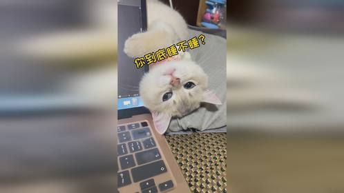 小猫咪来催你早点睡觉～