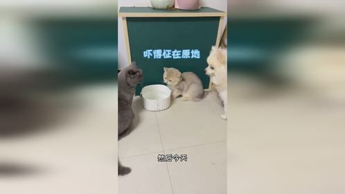 护弟狂魔老菜，给了小少爷满满的安全感