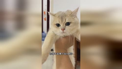 小少爷这算是歌德斯尔摩嘛？