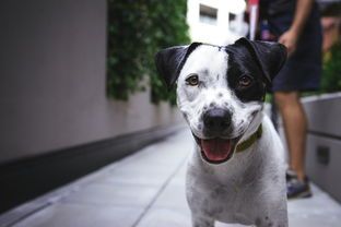 脏辫儿狗是什么品种的（脏辫儿含义是什么意思）