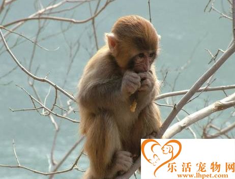 什么猴子可以养 日本袖珍石猴风靡一时
