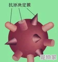 非洲人的小脏辫，是扎一次就不拆吗？洗头发怎么办啊