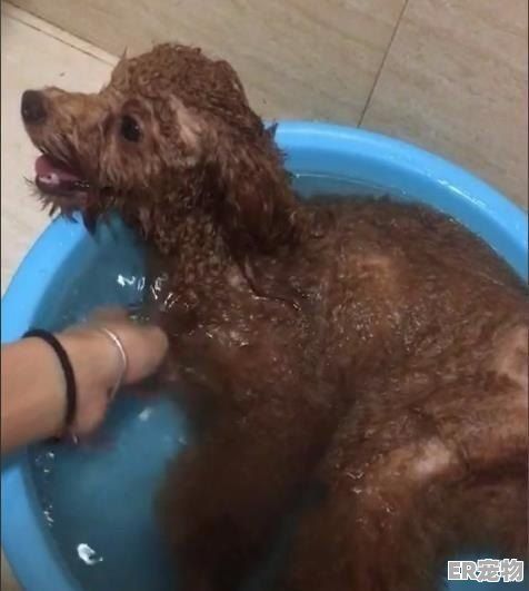 光头强的猫是什么意思_光头强的猫最后去哪儿了