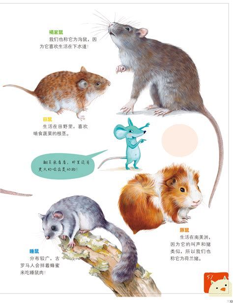 啮齿类动物是什么有什么特征 - 第1张