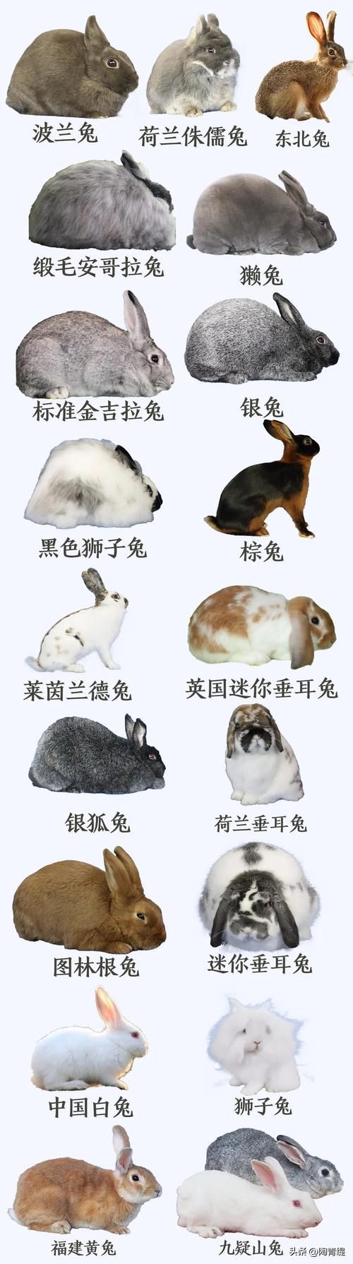 宠物兔品种推荐大全-宠物兔品种推荐大全图片