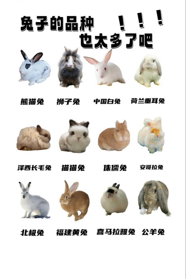 宠物兔品种推荐大全-宠物兔品种推荐大全图片
