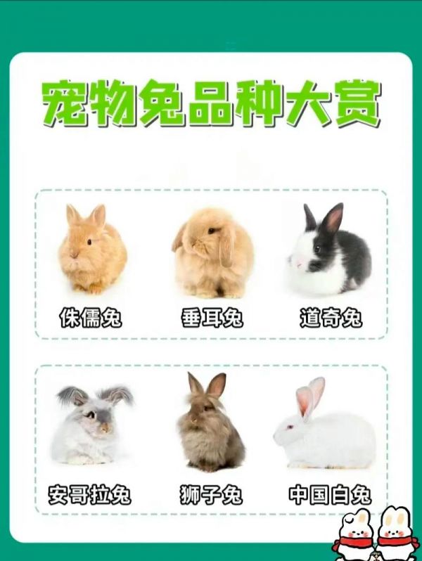 宠物兔品种推荐大全-宠物兔品种推荐大全图片
