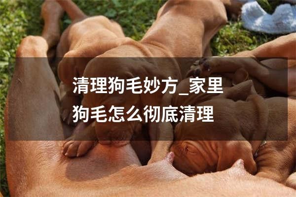 清理狗毛妙方_家里狗毛怎么彻底清理