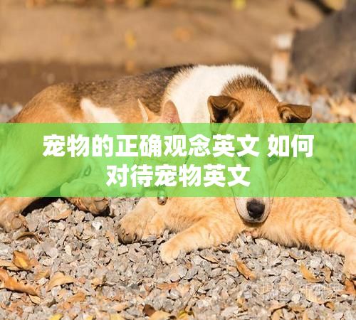宠物的正确观念英文 如何对待宠物英文