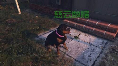 GTA5小查训练秘籍，成为宠物大师，轻松掌握全攻略！ 第2张