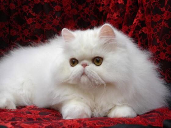 冬天不怕冷的六种猫咪，御寒能力强，穿衣反而会不舒服！