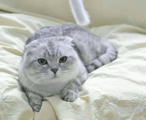 冬天不怕冷的六种猫咪，御寒能力强，穿衣反而会不舒服！